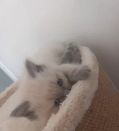 Ragdoll kittens