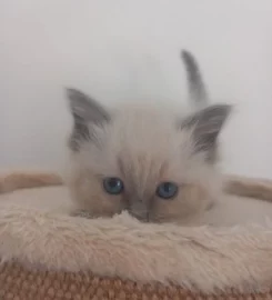 Ragdoll kittens