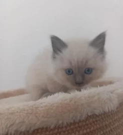 Ragdoll kittens