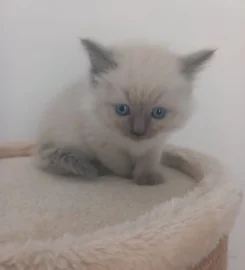 Ragdoll kittens