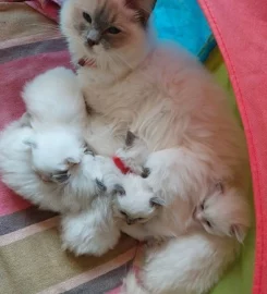 Rags To Riches Ragdoll Kittens