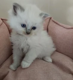 Rags To Riches Ragdoll Kittens