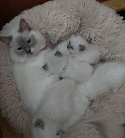 Rags To Riches Ragdoll Kittens