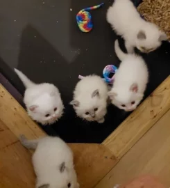 Rags To Riches Ragdoll Kittens