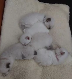 Rags To Riches Ragdoll Kittens