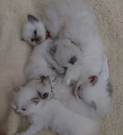 Rags To Riches Ragdoll Kittens