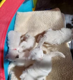 Rags To Riches Ragdoll Kittens