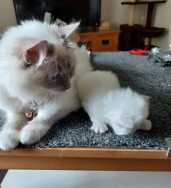 Rags To Riches Ragdoll Kittens