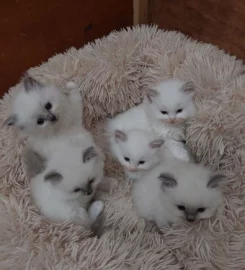 Rags To Riches Ragdoll Kittens