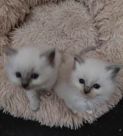 Rags To Riches Ragdoll Kittens