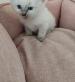 Rags To Riches Ragdoll Kittens