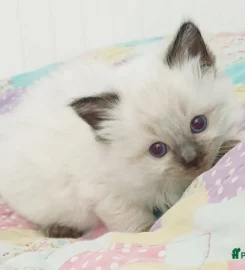 Stunning bluepoint Ragdoll kittens