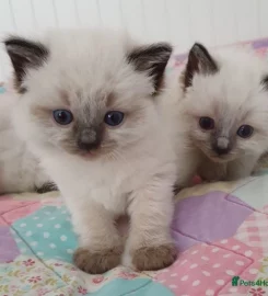 Stunning bluepoint Ragdoll kittens