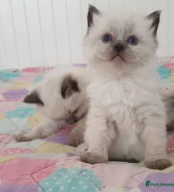 Stunning bluepoint Ragdoll kittens