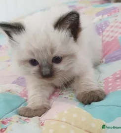 Stunning bluepoint Ragdoll kittens