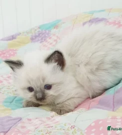 Stunning bluepoint Ragdoll kittens