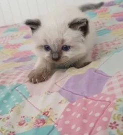 Stunning bluepoint Ragdoll kittens