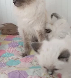 Stunning bluepoint Ragdoll kittens