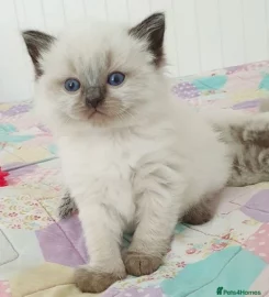 Stunning bluepoint Ragdoll kittens