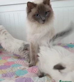 Stunning bluepoint Ragdoll kittens