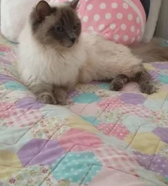 Stunning bluepoint Ragdoll kittens