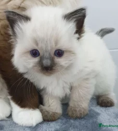 Stunning bluepoint Ragdoll kittens