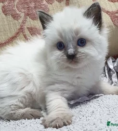 Stunning bluepoint Ragdoll kittens