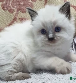 Stunning bluepoint Ragdoll kittens