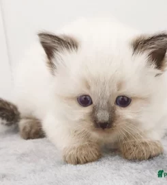 Stunning bluepoint Ragdoll kittens