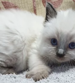 Stunning bluepoint Ragdoll kittens