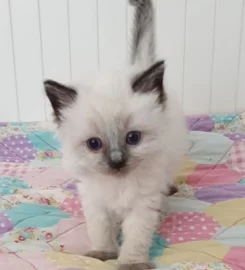 Stunning bluepoint Ragdoll kittens