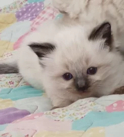 Stunning bluepoint Ragdoll kittens