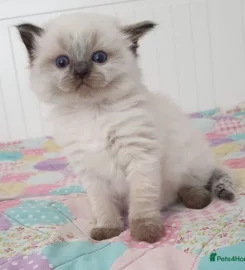 Stunning bluepoint Ragdoll kittens