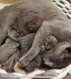 Russian Blue Kittens