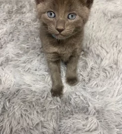 Russian Blue Kittens