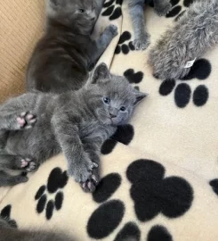 Russian Blue Kittens