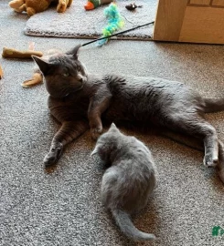 Russian Blue Kittens