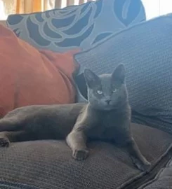 Russian Blue Kittens