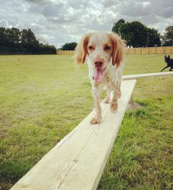 Oxford Secure Dog Walking Field