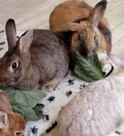 Bunnies on Holiday