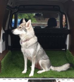 Wolfie Walks Pet Care And Dog Training