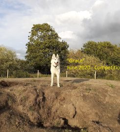 Foxley Paddock – Secure Dog Walking Field