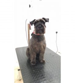 Dapper Dog Grooming Salon