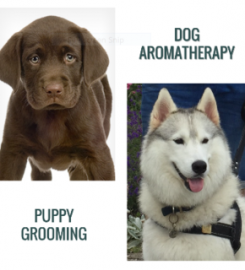 Champoochies Dog Grooming