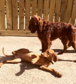 Top Dogs Activity Centre