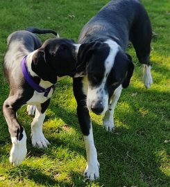 Gilbert's Gallop Secure Dog Walking Field