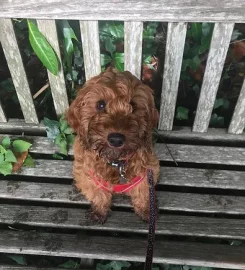 Muddy Paws Cornwall