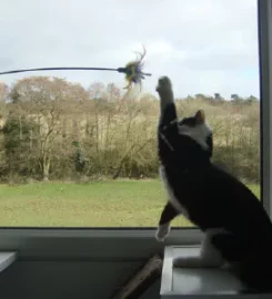 High Heath Farm Cattery