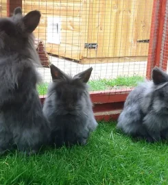 Bunnies on Holiday