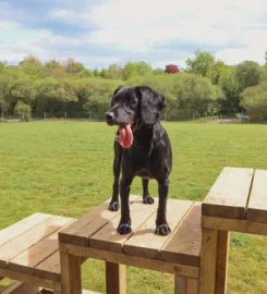 Paw Paddock Bullington